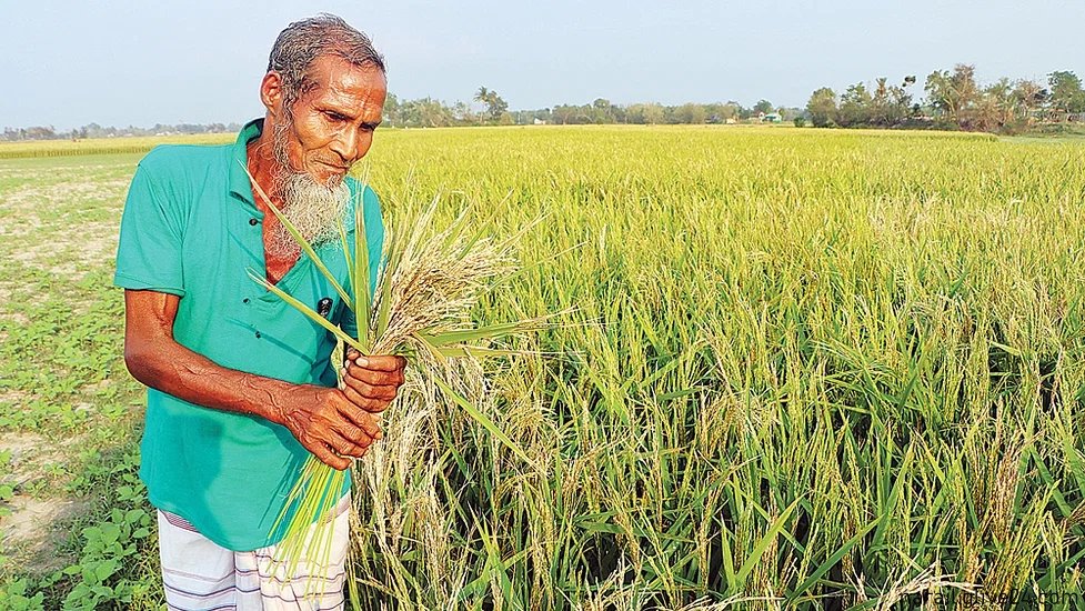ধানের বাজার নিম্নমুখী কৃষকের কপালে চিন্তার ভাঁজ